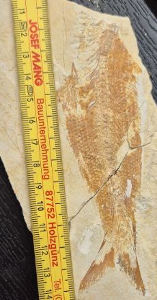 Fossilienfund im Fossiliensteinbruch am Blumenberg